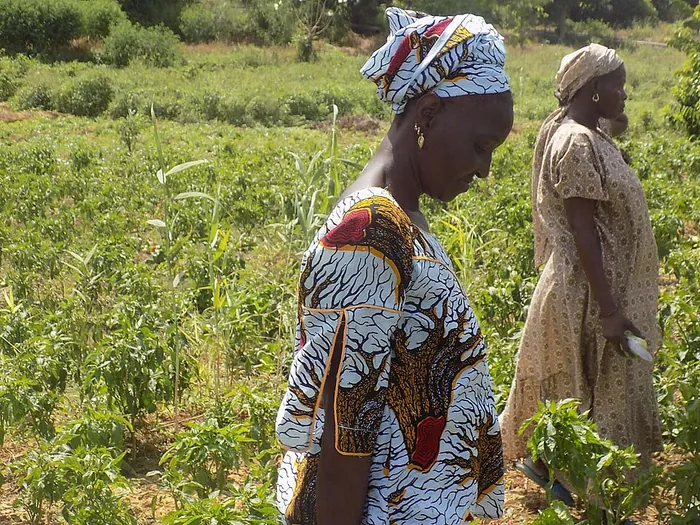 Femmes en milieu rural, Sénégal